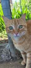 JOSHY, Katze, Europäisch Kurzhaar in Bulgarien - Bild 2