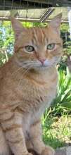 JOSHY, Katze, Europäisch Kurzhaar in Bulgarien - Bild 3