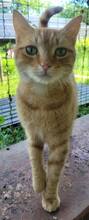 JOSHY, Katze, Europäisch Kurzhaar in Bulgarien - Bild 4