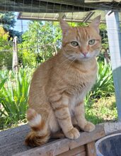 JOSHY, Katze, Europäisch Kurzhaar in Bulgarien - Bild 5