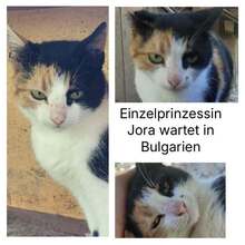 JORA, Katze, Europäisch Kurzhaar in Bulgarien - Bild 1