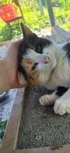 JORA, Katze, Europäisch Kurzhaar in Bulgarien - Bild 2