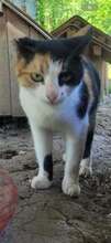 JORA, Katze, Europäisch Kurzhaar in Bulgarien - Bild 3