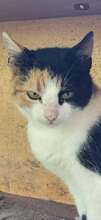 JORA, Katze, Europäisch Kurzhaar in Bulgarien - Bild 4
