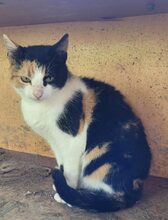 JORA, Katze, Europäisch Kurzhaar in Bulgarien - Bild 5