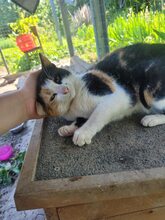 JORA, Katze, Europäisch Kurzhaar in Bulgarien - Bild 6