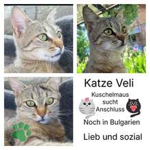 VELI, Katze, Europäisch Kurzhaar in Bulgarien - Bild 1