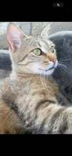 VELI, Katze, Europäisch Kurzhaar in Bulgarien - Bild 2
