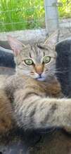 VELI, Katze, Europäisch Kurzhaar in Bulgarien - Bild 3