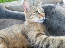 VELI, Katze, Europäisch Kurzhaar in Bulgarien - Bild 4