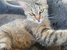 VELI, Katze, Europäisch Kurzhaar in Bulgarien - Bild 6