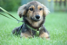 BOO, Hund, Mischlingshund in Hagen - Bild 1