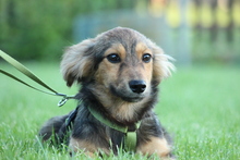 BOO, Hund, Mischlingshund in Hagen - Bild 2