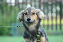 BOO, Hund, Mischlingshund in Hagen - Bild 3
