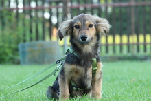 BOO, Hund, Mischlingshund in Hagen - Bild 4
