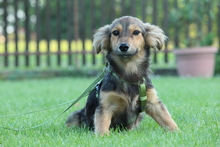 BOO, Hund, Mischlingshund in Hagen - Bild 5