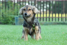 BOO, Hund, Mischlingshund in Hagen - Bild 6