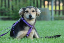 LIMA, Hund, Mischlingshund in Hagen - Bild 1
