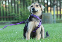 LIMA, Hund, Mischlingshund in Hagen - Bild 2
