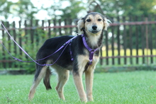 LIMA, Hund, Mischlingshund in Hagen - Bild 3