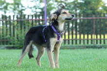 LIMA, Hund, Mischlingshund in Hagen - Bild 4
