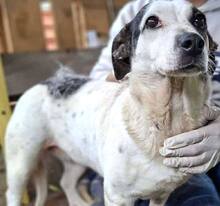 ROMINA, Hund, Mischlingshund in Rumänien - Bild 11