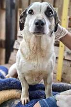 ROMINA, Hund, Mischlingshund in Rumänien - Bild 14