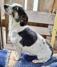 ROMINA, Hund, Mischlingshund in Rumänien - Bild 15