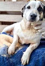 ROMINA, Hund, Mischlingshund in Rumänien - Bild 8