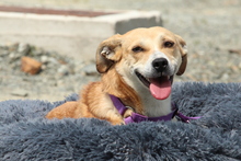 SABINA, Hund, Mischlingshund in Hagen - Bild 1