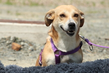 SABINA, Hund, Mischlingshund in Hagen - Bild 2