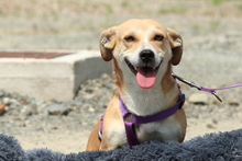 SABINA, Hund, Mischlingshund in Hagen - Bild 3