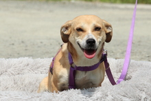 SABINA, Hund, Mischlingshund in Hagen - Bild 4