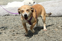 SABINA, Hund, Mischlingshund in Hagen - Bild 5