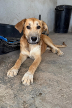 MARI, Hund, Mischling in Spanien - Bild 1