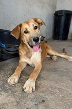 MARI, Hund, Mischling in Spanien - Bild 2