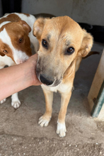 MARI, Hund, Mischling in Spanien - Bild 3