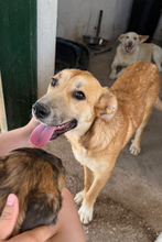 MARI, Hund, Mischling in Spanien - Bild 4