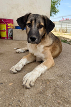 PILI, Hund, Deutscher Schäferhund in Spanien - Bild 1