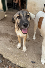 PILI, Hund, Deutscher Schäferhund in Spanien - Bild 2