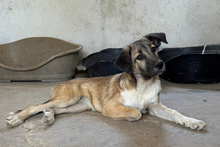 PILI, Hund, Deutscher Schäferhund in Spanien - Bild 3