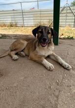 PILI, Hund, Deutscher Schäferhund in Spanien - Bild 4