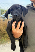 DARIO, Hund, Mischlingshund in Spanien - Bild 1