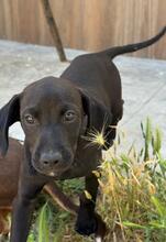 DARIO, Hund, Mischlingshund in Spanien - Bild 2