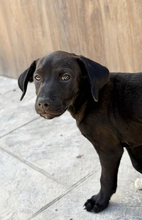 DARIO, Hund, Mischlingshund in Spanien - Bild 3