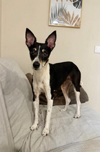 BAMBI, Hund, Podenco Mischling in Spanien - Bild 1