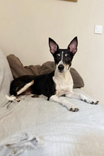 BAMBI, Hund, Podenco Mischling in Spanien - Bild 2