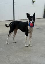 BAMBI, Hund, Podenco Mischling in Spanien - Bild 3