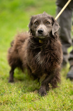 FENYESLEO, Hund, Mischlingshund in Ungarn - Bild 1