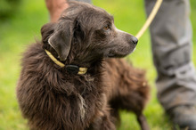 FENYESLEO, Hund, Mischlingshund in Ungarn - Bild 10